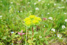 Attēlu rezultāti vaicājumam “Euphorbiaceae”