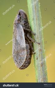 Attēlu rezultāti vaicājumam “Lepyronia coleoptrata”