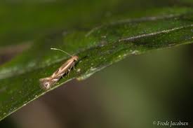 Attēlu rezultāti vaicājumam “Bucculatrix rhamniella”
