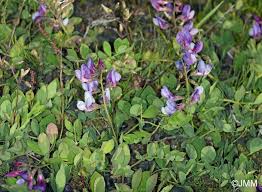 Attēlu rezultāti vaicājumam “Lathyrus japonicus subsp. maritimus”