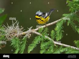 Image result for Dendroica magnolia