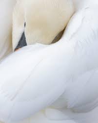 Image result for Cygnus olor