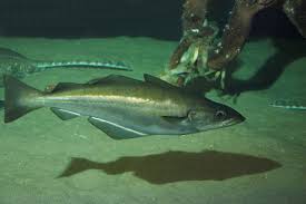 Image result for Pollachius pollachius