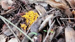 Attēlu rezultāti vaicājumam “Leocarpus fragilis young”