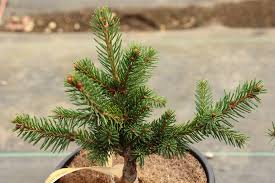 Attēlu rezultāti vaicājumam “Picea abies leaf”