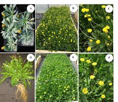 Attēlu rezultāti vaicājumam “Taraxacum suecicum leaf”