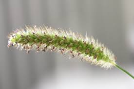 Attēlu rezultāti vaicājumam “Alopecurus pratensis”