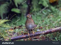 Image result for Zoothera sibirica