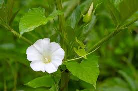 Attēlu rezultāti vaicājumam “Calystegia sepium flower”