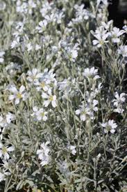 Image result for cerastium tomentosum