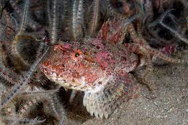 Image result for Myoxocephalus scorpius