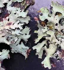 Attēlu rezultāti vaicājumam “Parmelia serrana”