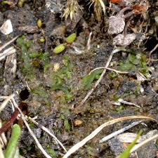 Attēlu rezultāti vaicājumam “Riccardia incurvata”