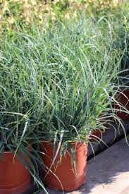 Attēlu rezultāti vaicājumam “Carex x bakkeriana”