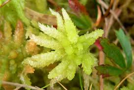 Attēlu rezultāti vaicājumam “Paraleucobryum longifolium”