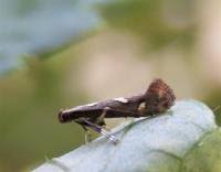Attēlu rezultāti vaicājumam “Calybites phasianipennella”