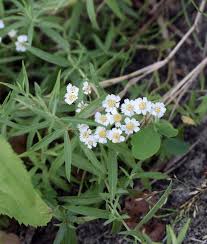 Attēlu rezultāti vaicājumam “Achillea salicifolia flower”