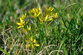 Attēlu rezultāti vaicājumam “Gagea pratensis flower”