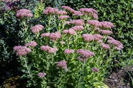 Attēlu rezultāti vaicājumam “Hylotelephium telephium bud”