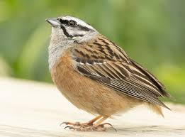 Image result for Emberiza cia