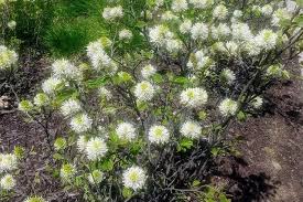 Attēlu rezultāti vaicājumam “Fothergilla major”
