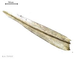 Attēlu rezultāti vaicājumam “Racomitrium heterostichum”