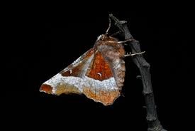 Attēlu rezultāti vaicājumam “Selenia tetralunaria”