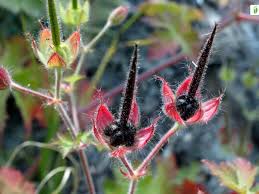 Attēlu rezultāti vaicājumam “Geranium bohemicum”