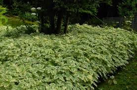 Attēlu rezultāti vaicājumam “Aegopodium podagraria leaf”