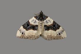 Attēlu rezultāti vaicājumam “Cosmorhoe ocellata”