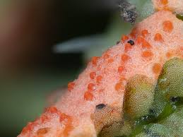 Attēlu rezultāti vaicājumam “Hypomyces armeniacus”