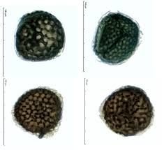Attēlu rezultāti vaicājumam “Riccia sorocarpa macro”