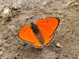 Attēlu rezultāti vaicājumam “Lycaena dispar”