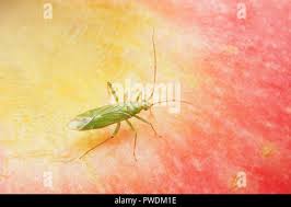 Attēlu rezultāti vaicājumam “Blepharidopterus angulatus”