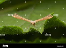 Attēlu rezultāti vaicājumam “Pterophoridae”