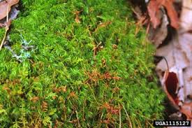 Attēlu rezultāti vaicājumam “Dicranales”