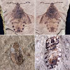 Attēlu rezultāti vaicājumam “Pinthaeus sanguinipes imago”