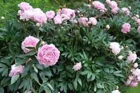Attēlu rezultāti vaicājumam “Paeonia lactiflora”