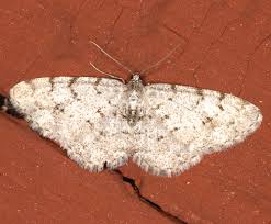 Attēlu rezultāti vaicājumam “Aethalura punctulata”