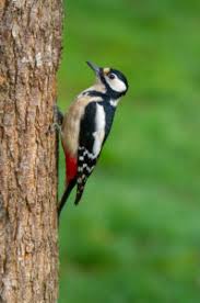 Attēlu rezultāti vaicājumam “Dendrocopos major female”