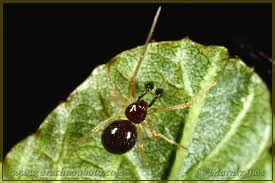 Attēlu rezultāti vaicājumam “Neottiura bimaculata female”