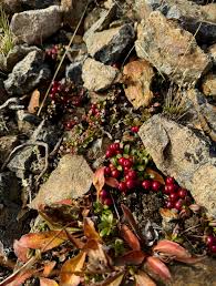 Attēlu rezultāti vaicājumam “Vaccinium vitis-idaea fruit”