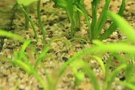 「扭蘭」的圖片搜尋結果