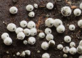 Attēlu rezultāti vaicājumam “Lasiosphaeria ovina”