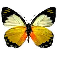 Attēlu rezultāti vaicājumam “Pieridae”