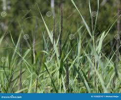 Attēlu rezultāti vaicājumam “Carex acutiformis”