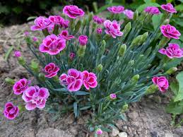 Image result for Dianthus barbatus