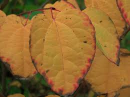 Attēlu rezultāti vaicājumam “Cercidiphyllum japonicum leaf”