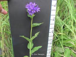 Attēlu rezultāti vaicājumam “Campanula glomerata bud”