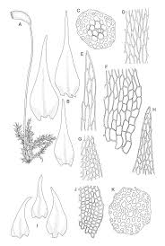 Attēlu rezultāti vaicājumam “Hygroamblystegium varium”